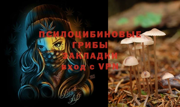 гашик Арсеньев